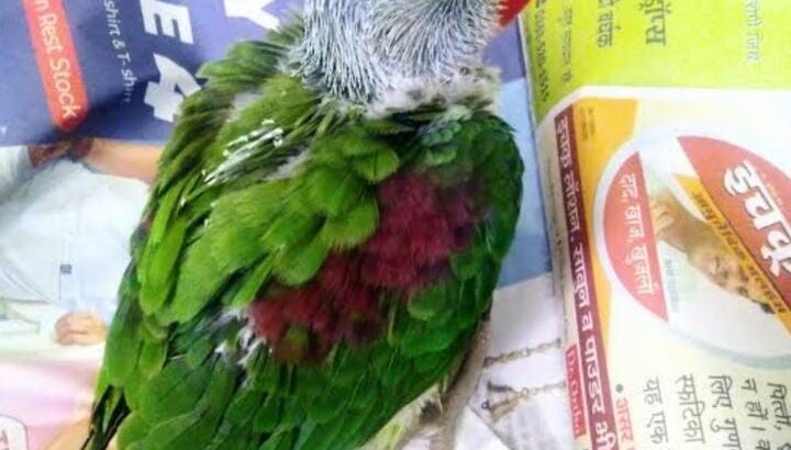 All parrot’s selling available all India over