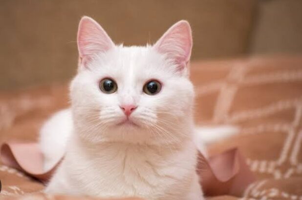 All cat’s selling available all India over ho