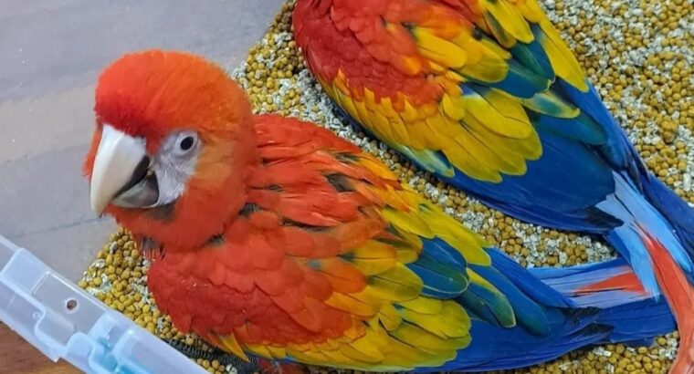 All parrots selling available all India over
