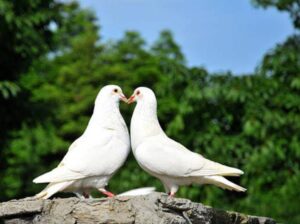 All pigeon’s selling available all India over