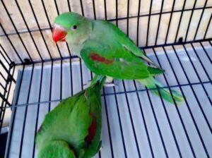 All parrot’s selling available all India over