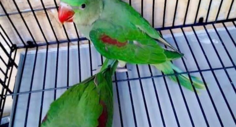 All parrot’s selling available all India over