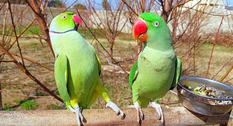 All parrots selling available all India over