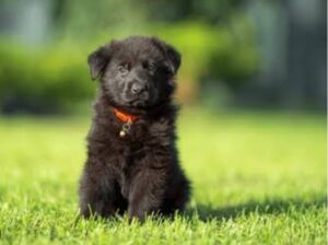 All Dog,s selling available all India over ho