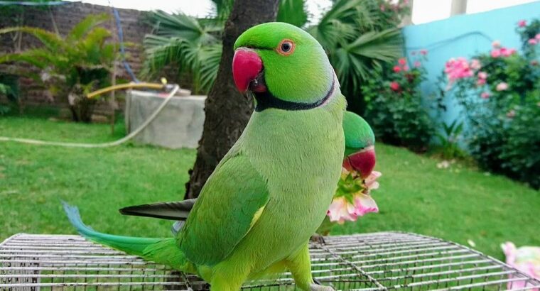 All parrots selling available all India over
