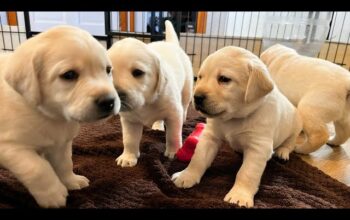 All Dog,s selling available all India over ho