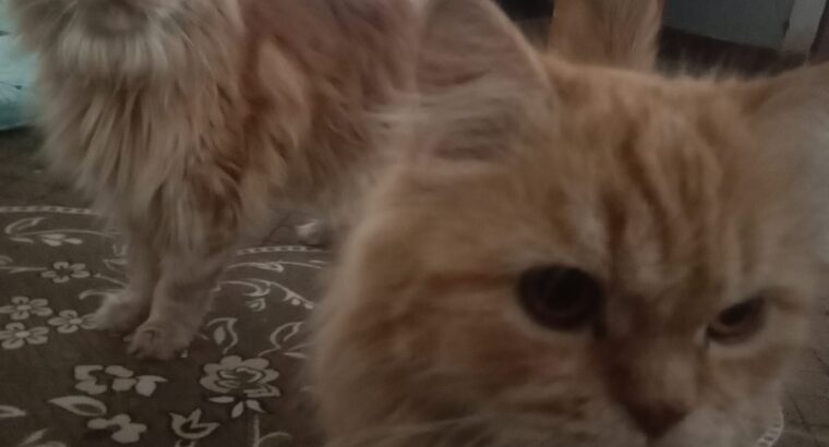 PERSIAN CATS male and female both 9603578879