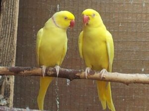 All parrot’s selling available all India over