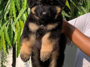 German Shepherd