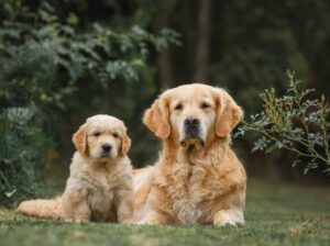 All Dog,s selling available all India over ho