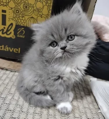 All cat’s selling available all India over ho