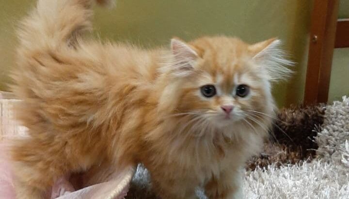 All cat’s selling available all India over ho