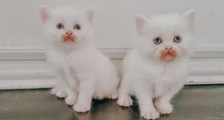 All cat’s selling available all India over ho