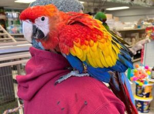 All parrots selling available all India over