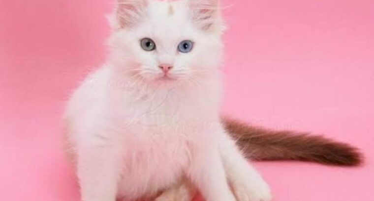 All cat’s selling available all India over ho