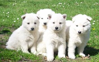 All Dog,s selling available all India over ho