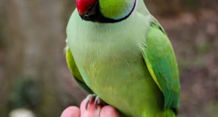 All parrots selling available all India over