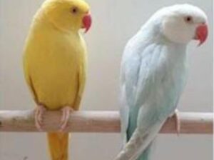 All parrots selling available all India over