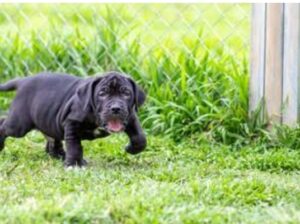 free dog all India transfer call me