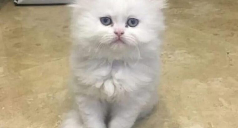 All cat’s selling available all India over ho