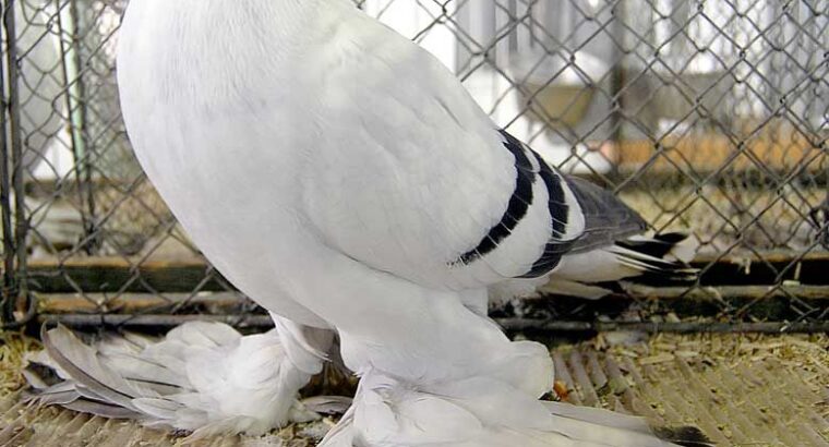 All pigeons , selling available all India ove