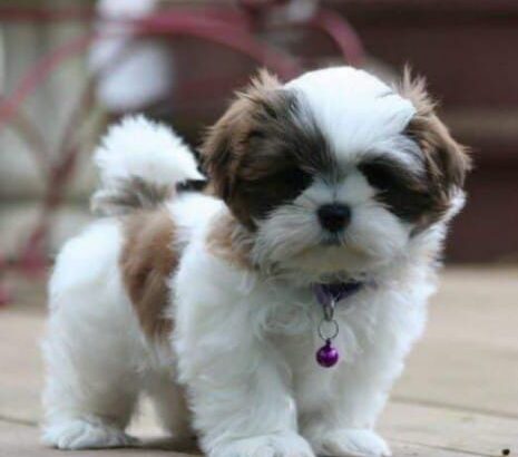 free dog all India transfer call me