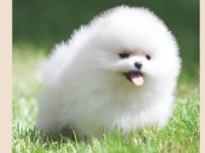 free dog all India transfer call me