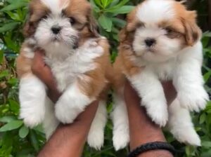 shih tzu