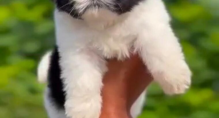 free dog all India transfer call me