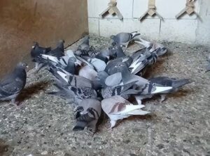 All pigeons , selling available all India ove