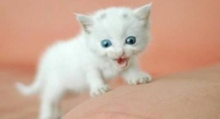 All cat’s selling available all India over ho