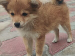 Pomeranian female