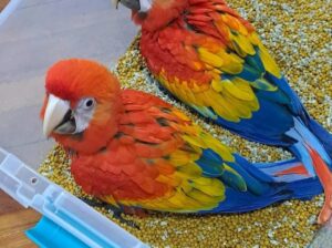 All parrots selling available all India over
