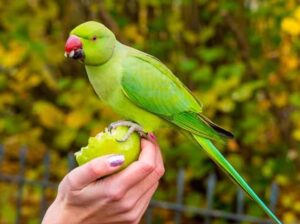 All parrots selling available all India over