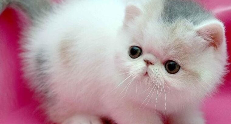 All cat’s selling available all India over ho