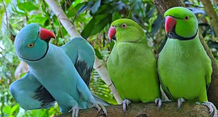All parrots selling available all India over