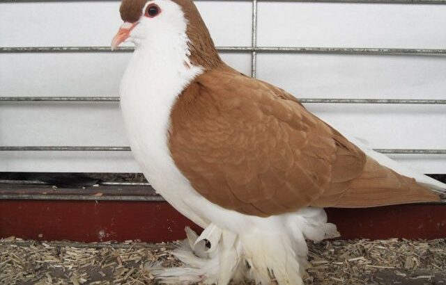 All pigeons , selling available all India ove