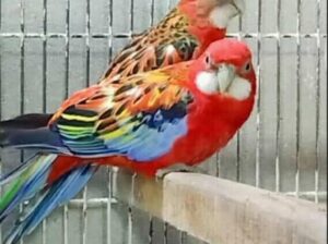 कैश ऑन डिलीवरी होम डिलीवरी ऑल इंडिया ऑल ओवर ब