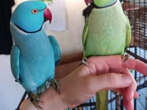 All parrot’s selling available all India over