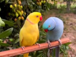 All parrot’s selling available all India over