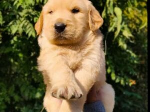 Golden retriever