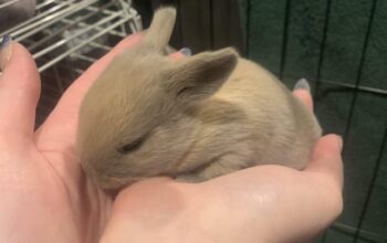 All rabbit,s selling available all India over