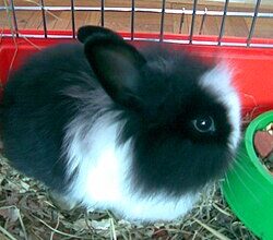 All rabbit,s selling available all India over
