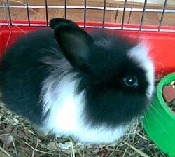 All rabbit,s selling available all India over