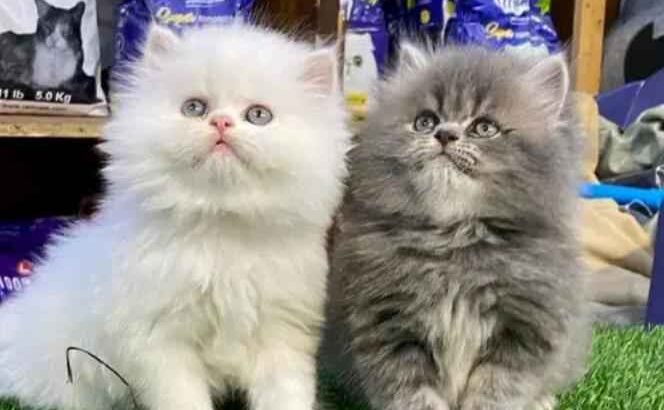 All cat’s selling available all India over ho