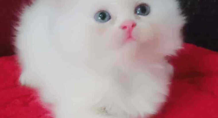 All cat’s selling available all India over ho