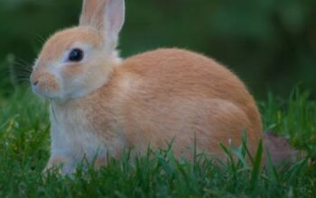 All rabbit,s selling available all India over