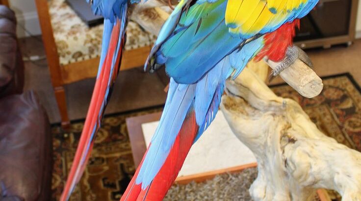 All parrots selling available all India over