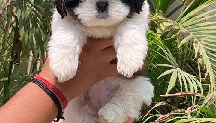 free dog all India transfer call me