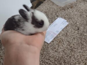 All rabbit,s selling available all India over